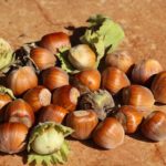 hazelnuts