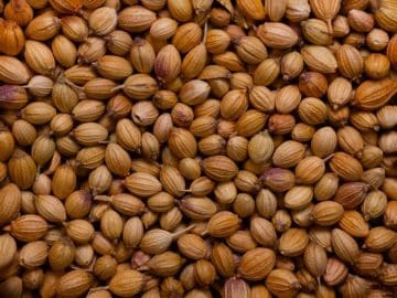 Coriander