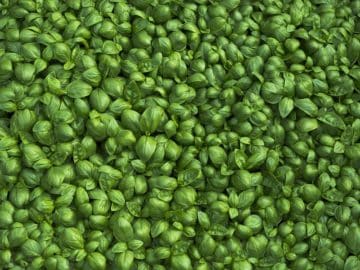 Basil dried organic