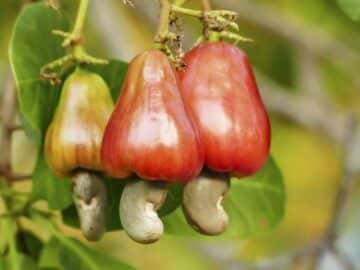 Cashew nut fruits growing on tree