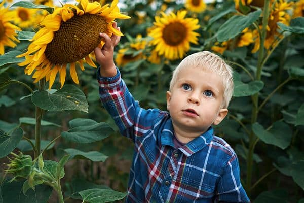 Sunflower