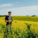 farmer with tablet computer in yellow rape field Germany Increased Rapeseed Oil Sales This Season There Is a Severe Shortage of Supplies on the Rapeseed Market