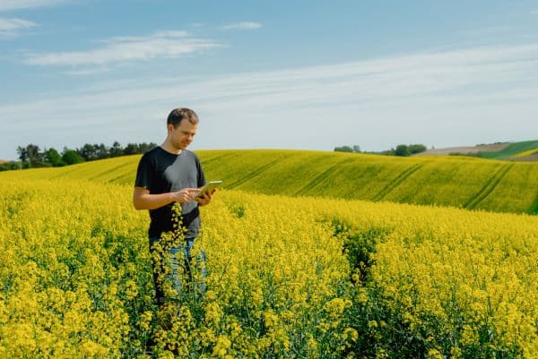 canola rapeseed field farmer Rapeseed Prices in Ukraine Continue to Fall Amid Good Harvest Forecasts Canada Increased Canola Exports by 55%