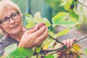 farmer fig fruit harvest crop