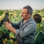 Farmer working in sunflower field production harvest