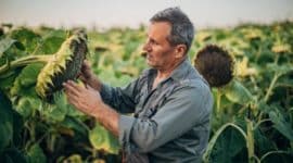 Farmer working in sunflower field production harvest