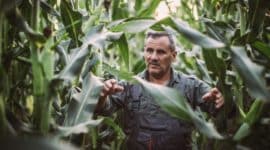 Farmer working in corn field popcorn harvest market