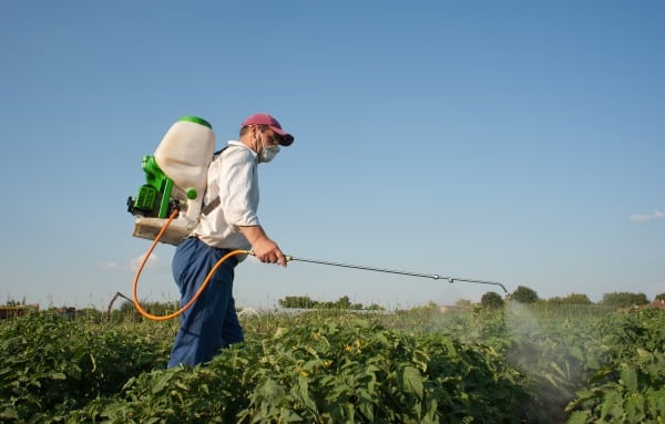 Farmer sprays pesticides on plants in field. Pheromones or Pesticides? -