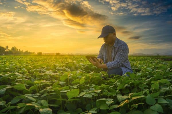 farmer field beans Chinese Mung Beans: The Procurement Is More Difficult