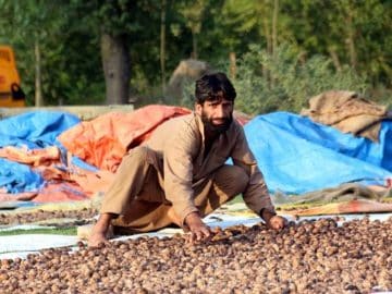 walnut farmer walnuts