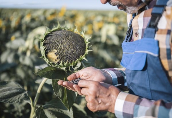 Sunflower Seeds