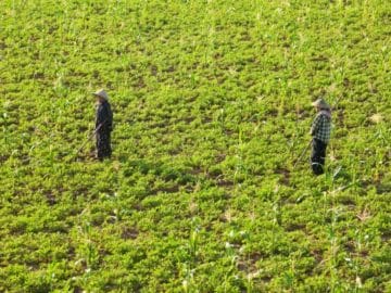 Bean Farm