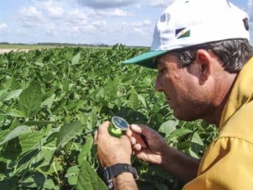 Farmer analyse soybean field South America high oleic Soy Solution - Adhesives Made With Soy Protein