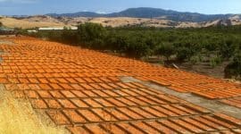 Drying dried Apricots