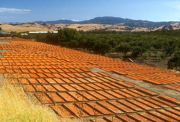 Drying dried Apricots