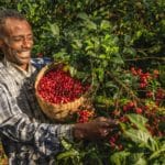 Ethiopia man picking coffee cherries Africa - Global Coffee Exports Up 2% In August
