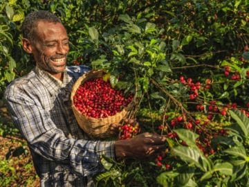 Ethiopia man picking coffee cherries Africa - Global Coffee Exports Up 2% In August