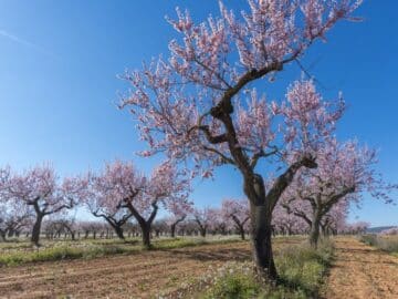 almond tree flower Decline in Sales in the Almond Market