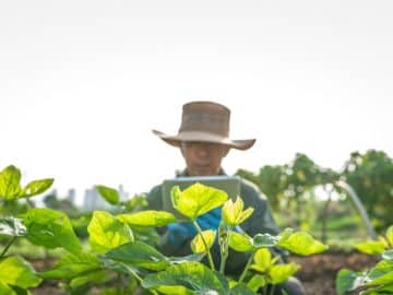 farmer China beans field