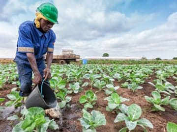 farmer watering fertilizer