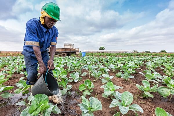 farmer watering fertilizer