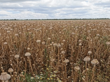 blue poppy seeds field plants