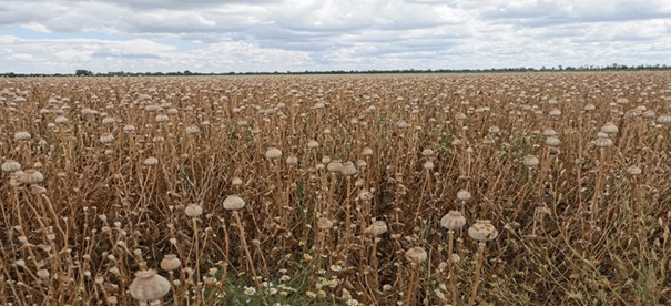 blue poppy seeds field plants