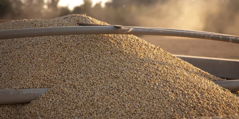 Soybeans