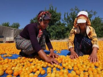 Apricot drying