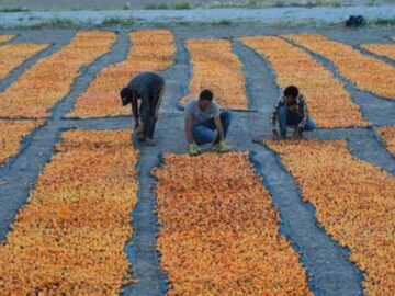dried apricots