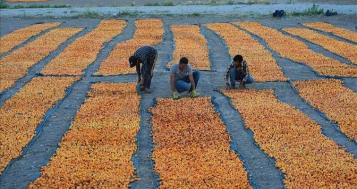 dried apricots