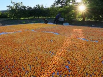 dried apricots