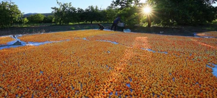 dried apricots