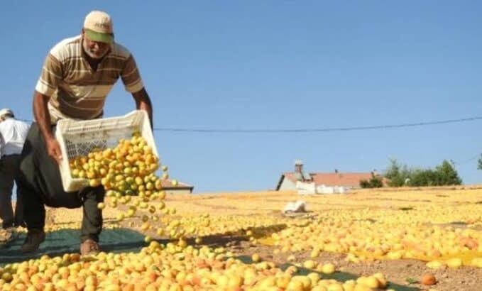 dried apricots