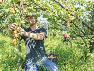 apricots farmer harvest crop trees