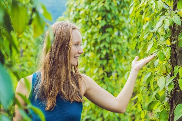 black pepper plants woman