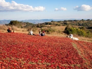 chilli farmer field