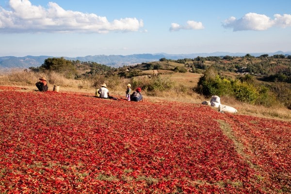 chilli farmer field