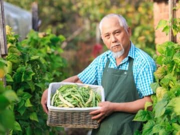 china farmer beans field harvest mung