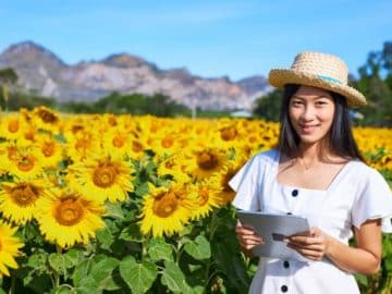 china trader sunflower field