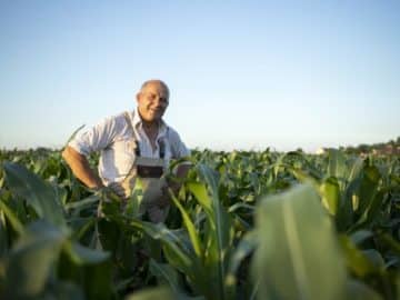 farmer corn field green plants growing market Corn Prices Recover Despite Active Planting in the US and Harvest in Brazil