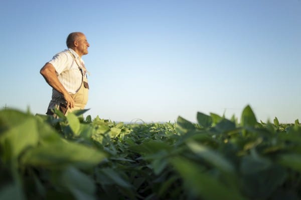 farmer field beans plants