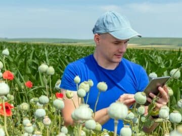 farmer poppy seed field capsules