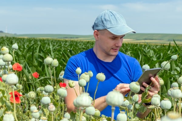 farmer poppy seed field capsules