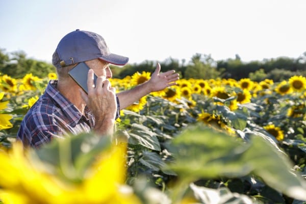 farmer sunflower field phone prices