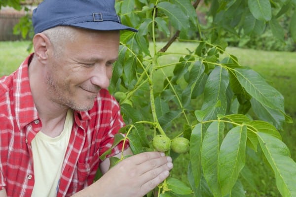 farmer walnut tree