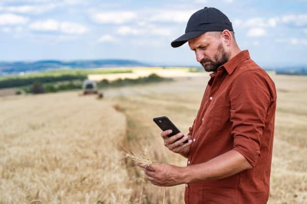 farmer wheat field harvest Italy Imported More Than 1 Million Tons of Canadian Durum Wheat