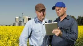 farmers rapeseeds field watching tablet computer - European Market Is Oversupplied With Rapeseed