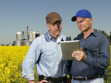 farmers rapeseeds field watching tablet computer - European Market Is Oversupplied With Rapeseed