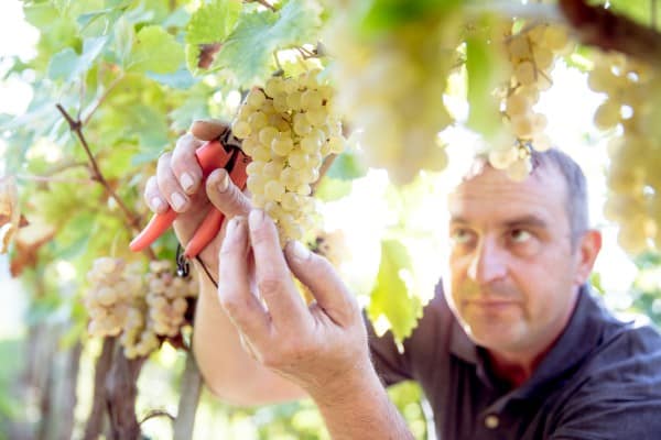 grapes crop farmer vinyard harvest